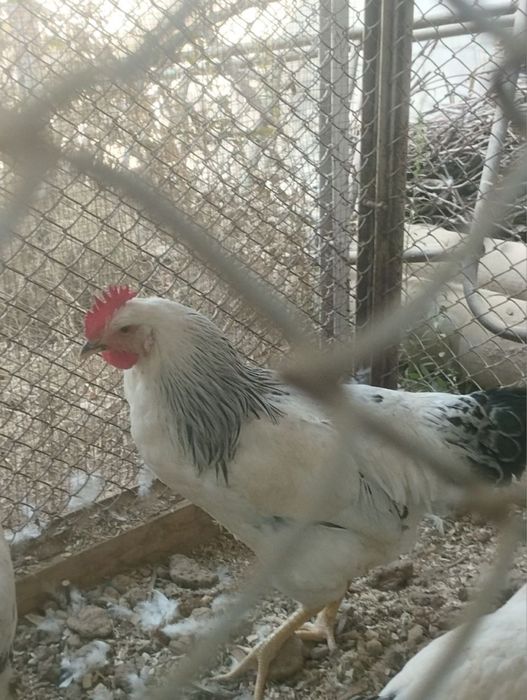 Horoz sotiladi arzon narxda