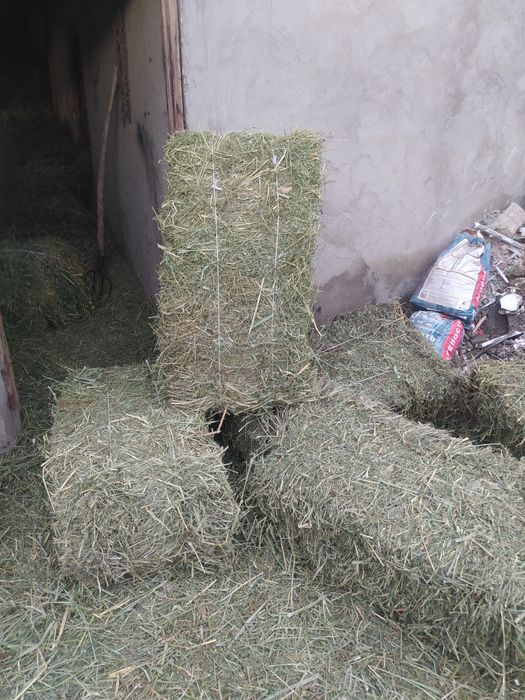 Клевер первый кос