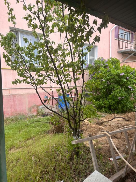 Ағаштар жеміс беріп тұрған сатамын.