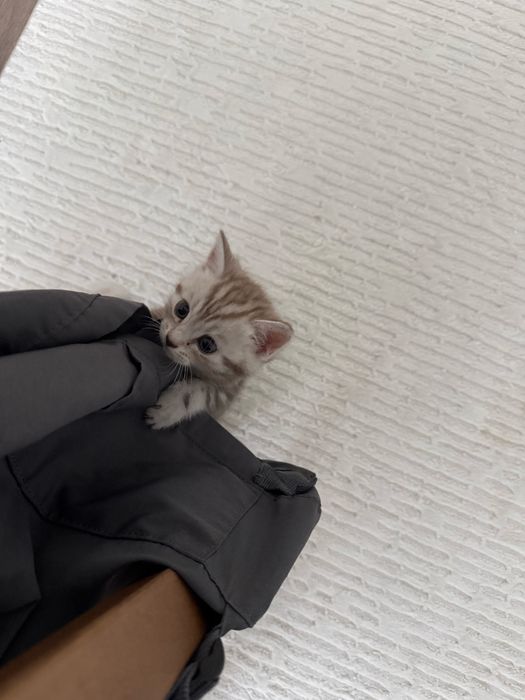 Котенок Скоттиш страйт