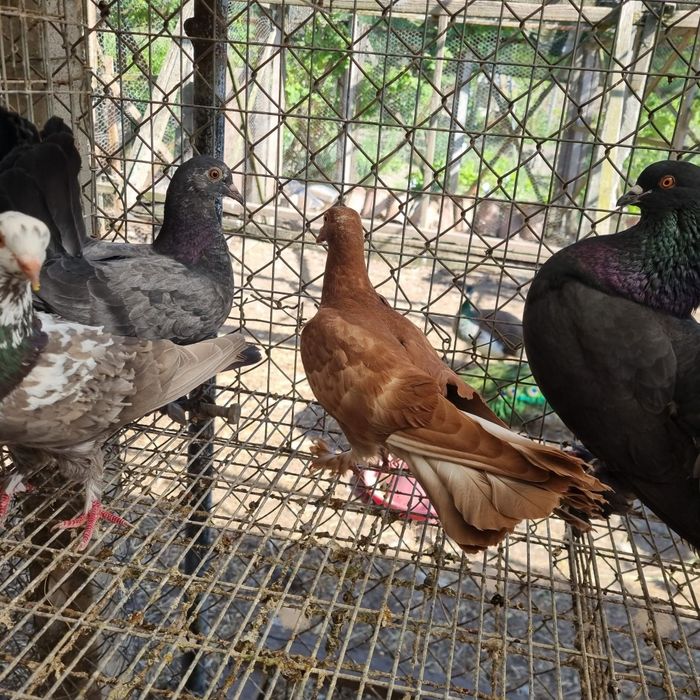 Pui de porumbel de casă