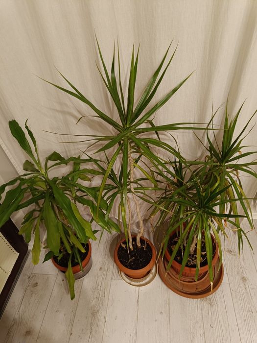 Драцени маргината и драцена фрагранс 100-120см