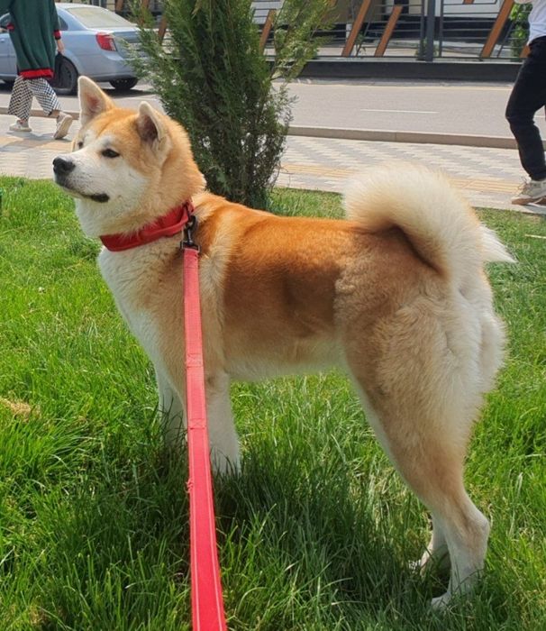 Японская Акита-Ину
