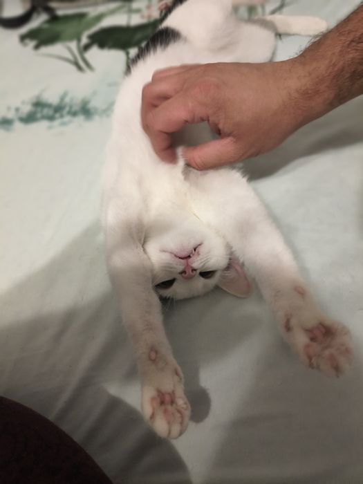 Pisicuta spre adoptie