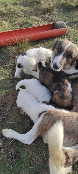 Donez căței foarte frumoși