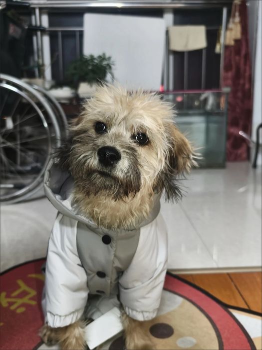 Комбинезон для собаки