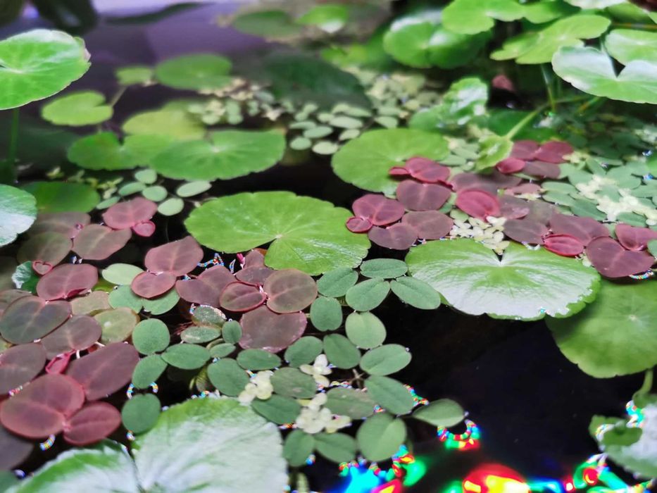 guppy, xifo, plante, accesori, acvariu