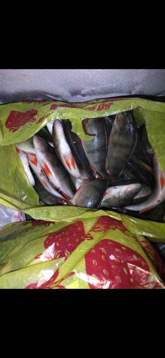 Продам рыбу,карась,щука,окунь