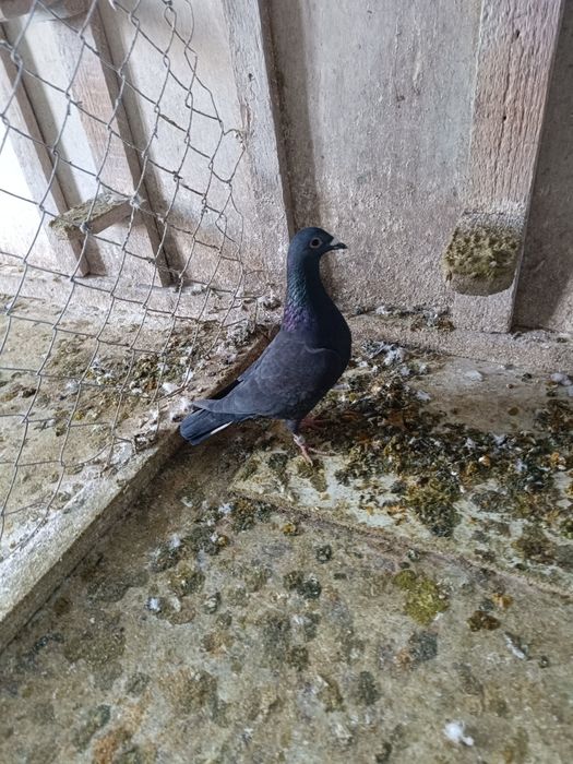 Porumbei voiajori - multipli campioni, cu expoziții.