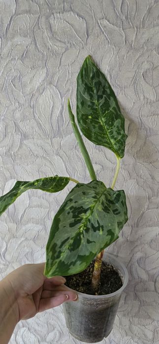 Аглаонемы разных сортов