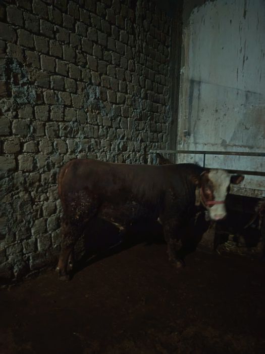 Gerinfod buqa sotiladi