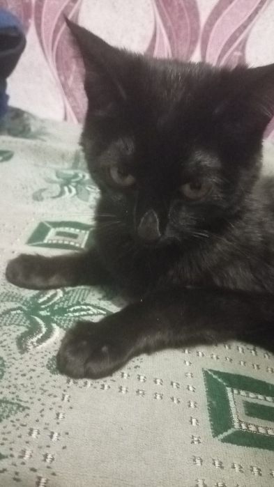 Отдам кота в хорошие руки