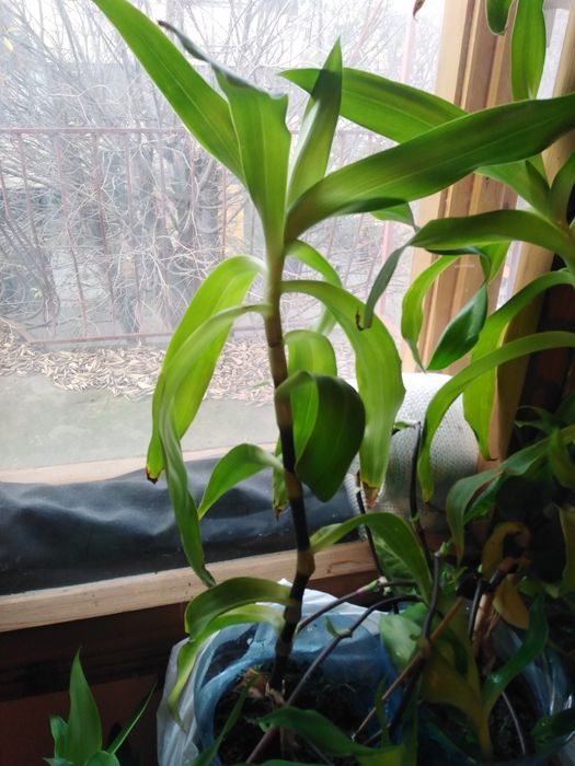 Семена, гиЛечебна КАЛИЗИЯ, Коледниче, КАЛАНХОЕ, Люти чушки дръвче в съ