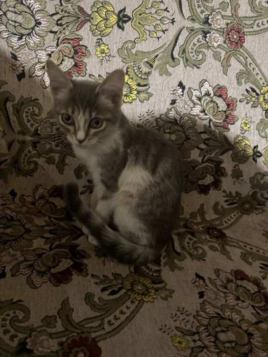 Котенок маленький