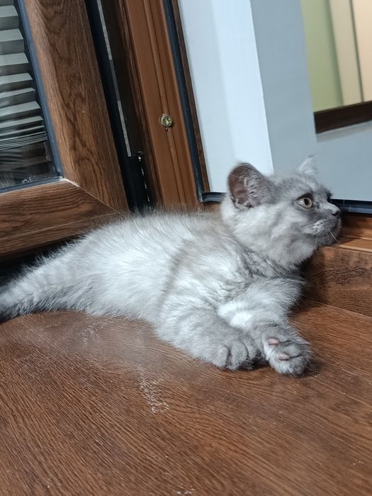 Кошка скотч фолд болалари
