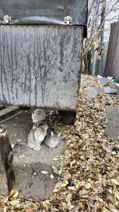 Кошечки в добрые руки.