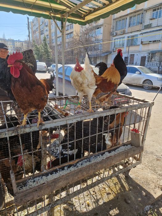 Sergili dehqon bozorida xoroz tovuq kurka quyon huroz ordek