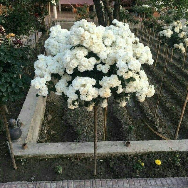 Shtampoviy roza.
