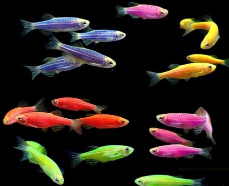 Рыбки аквариумные