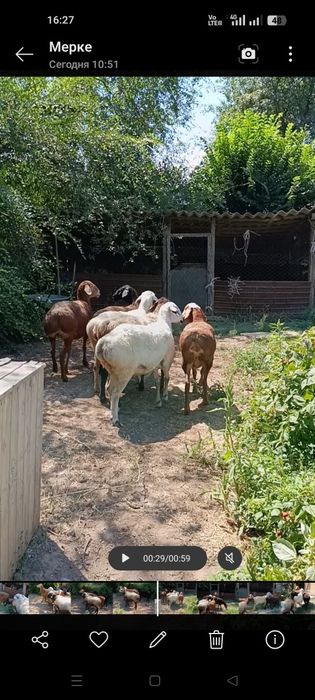 койлар сатылады алты бас саулык