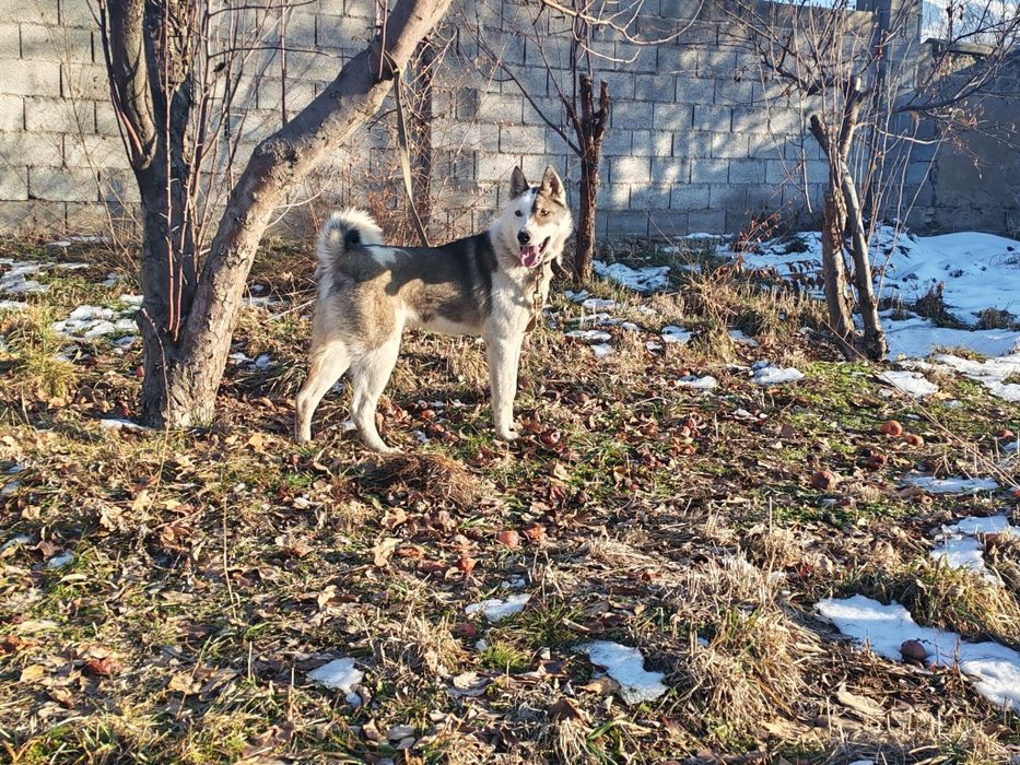 Продам лайку кабель