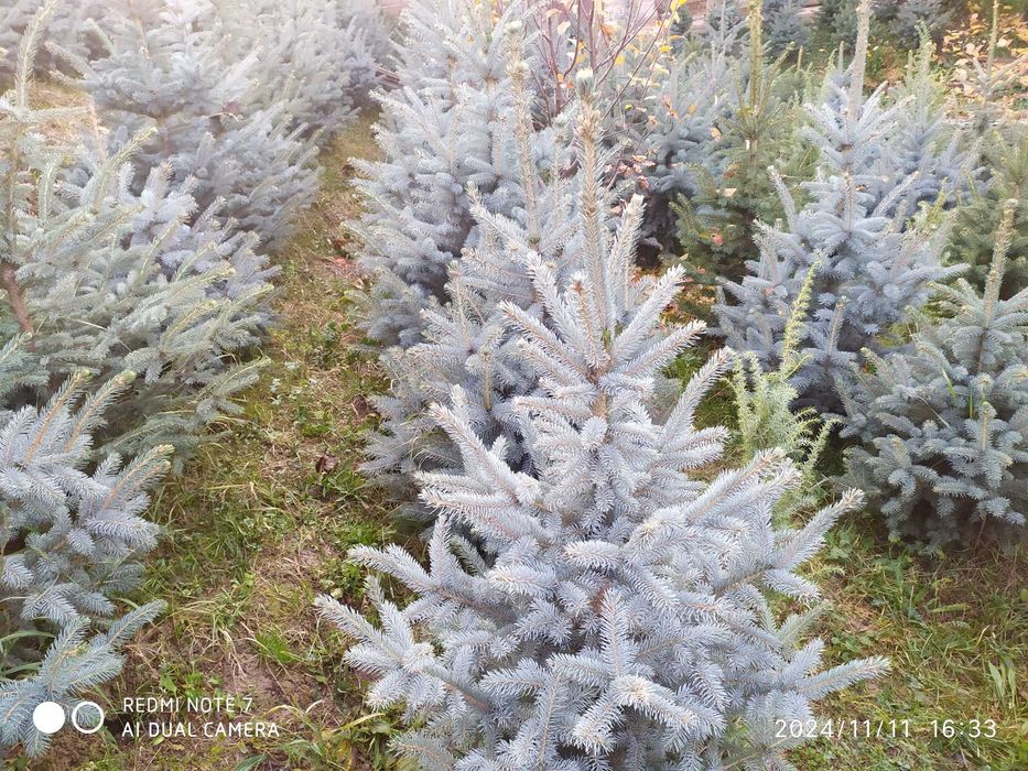 El archa sotiladi Galoboy El bòyi 1m Dan 2metrgacha