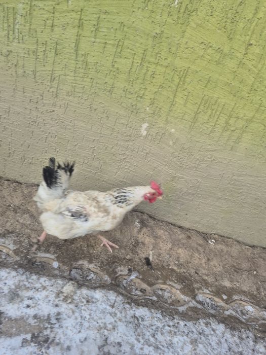 Куры домашний жас тауыктар