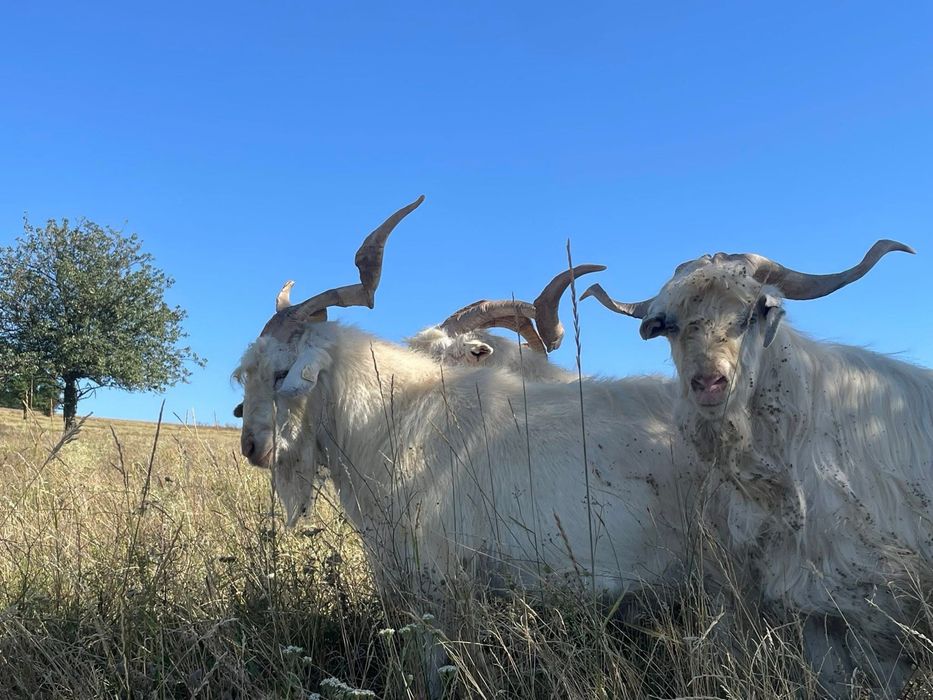 Disponibili țapi Carpatini