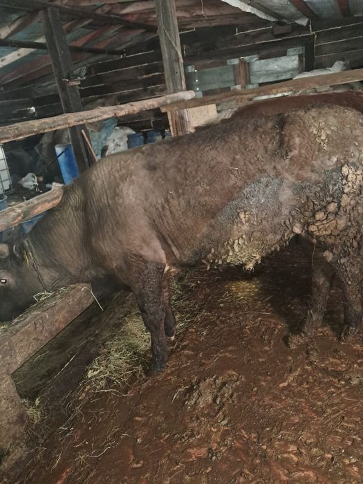 9 бука полтарашка