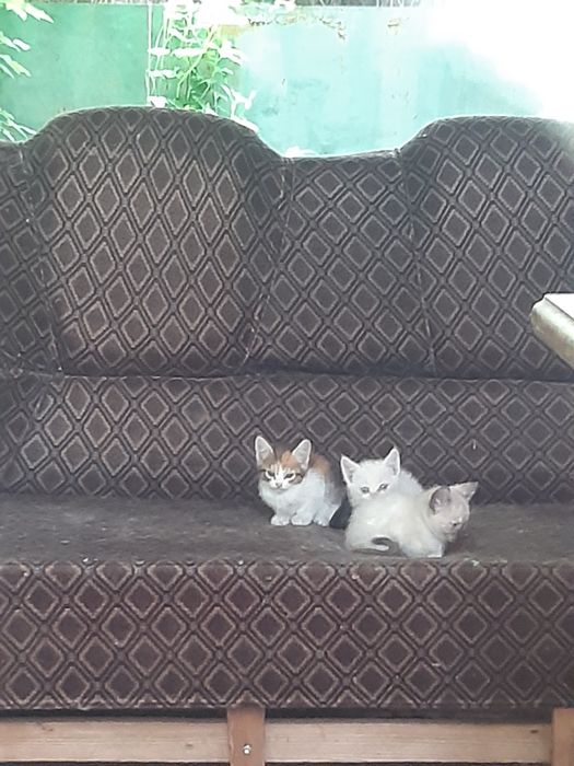 В хорошие ручки котят
