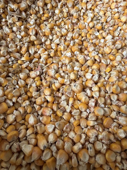 Кукуруза чистая