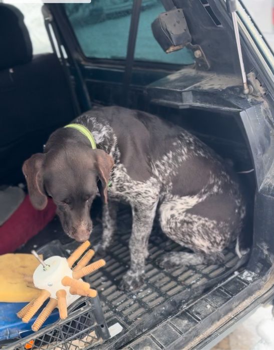 Курцхаар Курцхаар