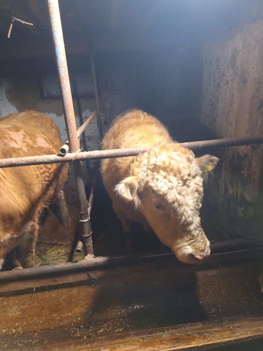 Бұқалар сатылады