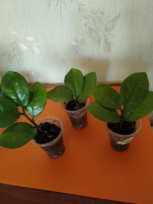 Продам комнатные цветы