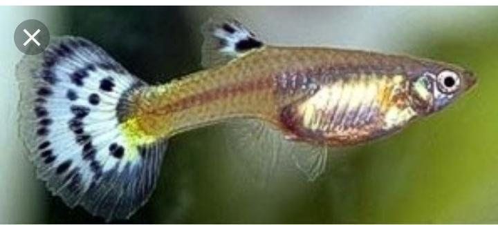 аквариумные рыбки гуппи