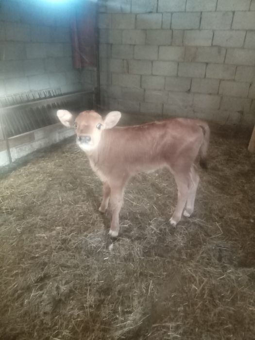 Бызау сатылады ургашы. Продам телёнка
