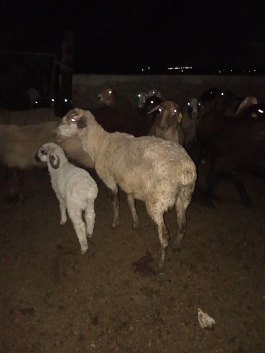 Қозылы қои сатылады