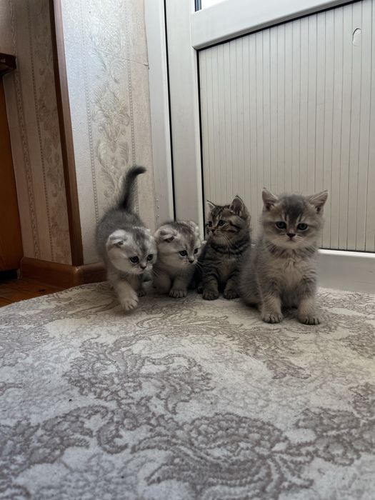 Scottish fold and stright