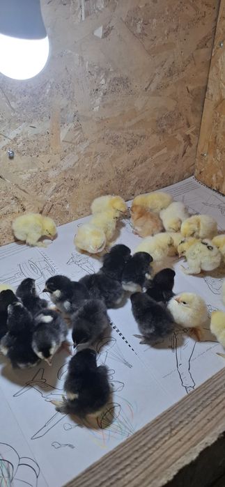 Цыплята пять суток