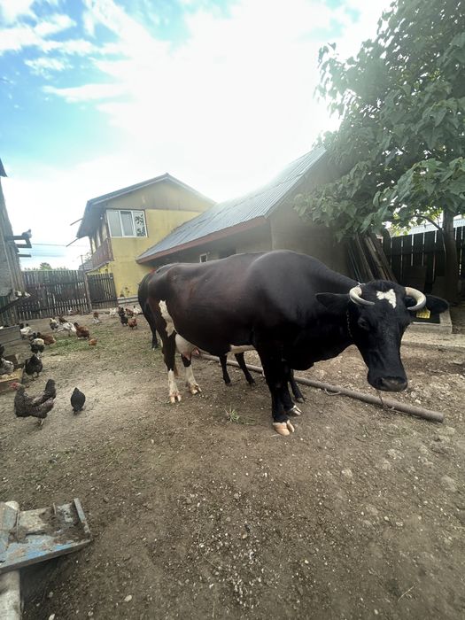 Vand vaca de 4 vitei !