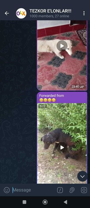 Собаки и щенки отдаются в ответственную семью