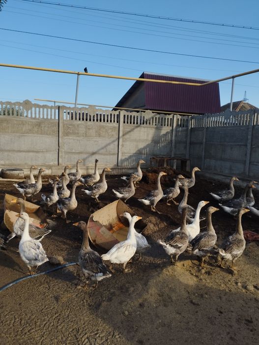 Продам гусей Крупно серые