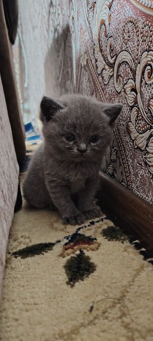 Котята 50 кунлик