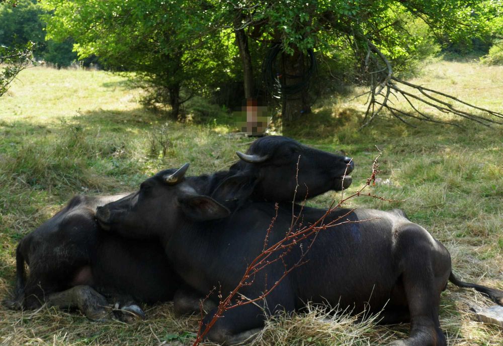 Продава се Земеделски имот в с. Стеврек, Област Търговище -  кв.м за 1980 €/дка - Снимка #2