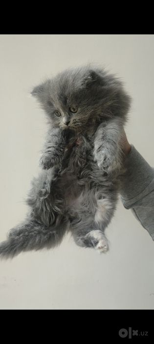 Скоттиш хайленд страйт, девочки