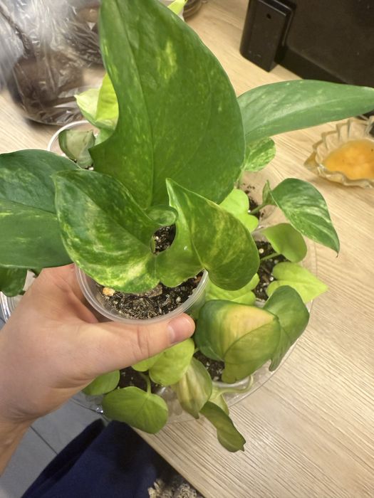 Эпипремнумы разные от 500 тг до 1500тг