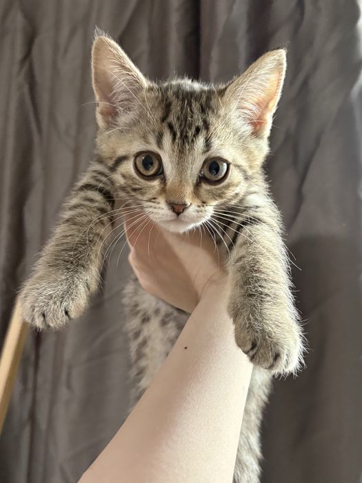 Котята британцы 2 мальчика