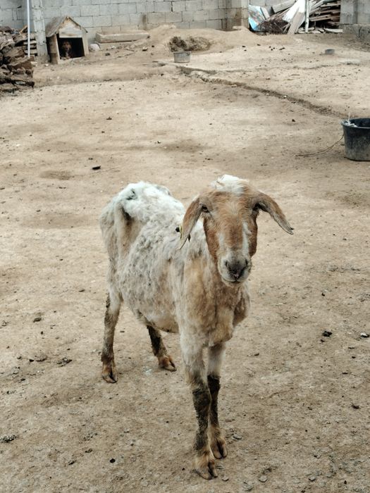 Козылы кой сатылады