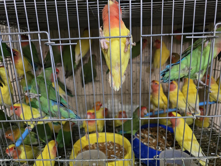 Неразлучники неразлучники