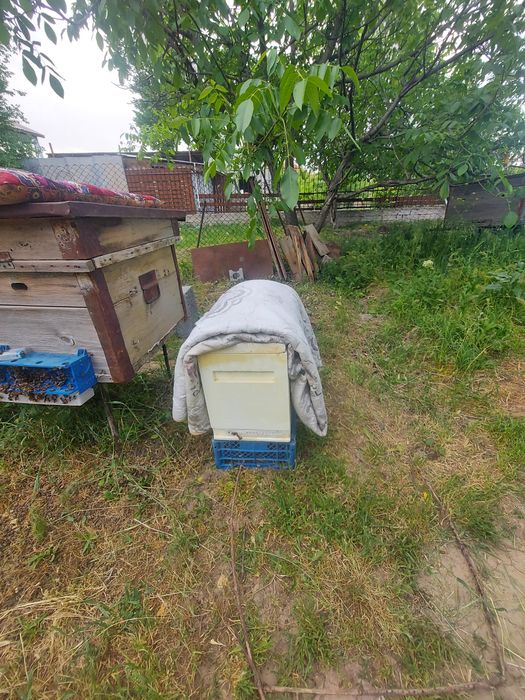 пчелопакет 3+1 карника матка 2025 года